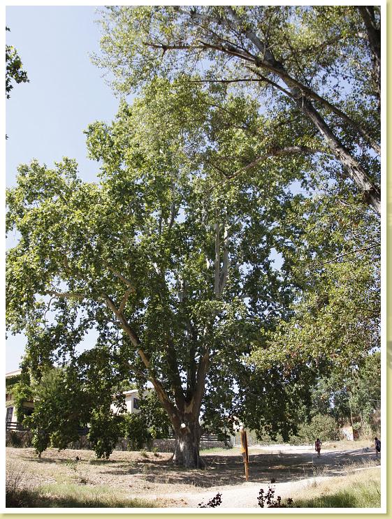 L-11-Arbol Monumental Platanero2 Masia Traver